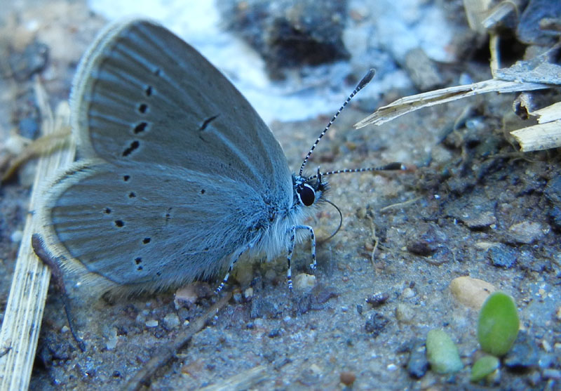 Cupido minimus - Lycaenidae...dal Trentino