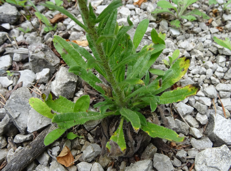 Echium vulgare