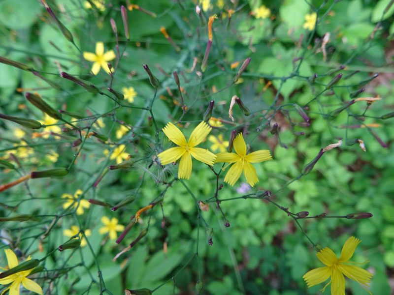 Mycelis muralis (=Lactuca muralis) / Lattuga dei boschi
