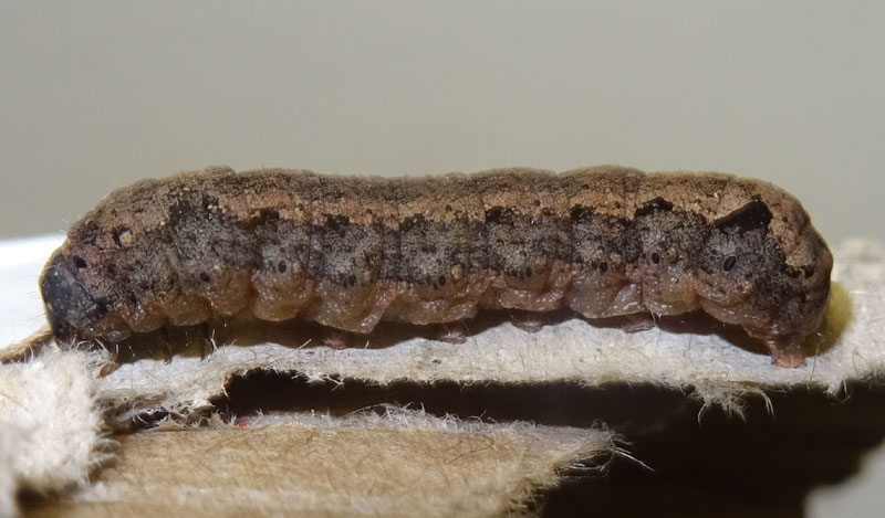 bruco: Spodoptera littoralis - Noctuidae