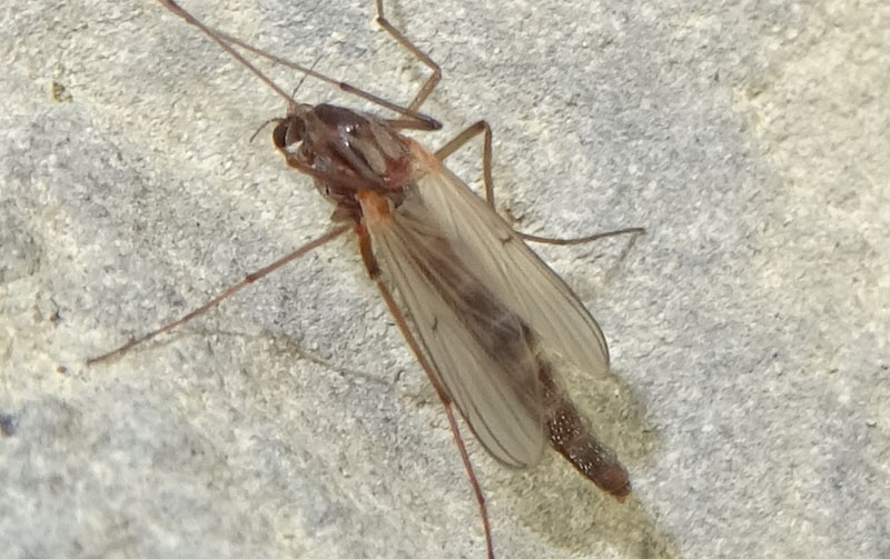 Chironomidae 1....da determinare