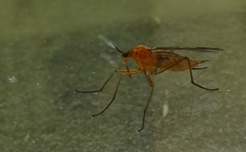 femmina di.....Empis (Xanthempis) stercorea