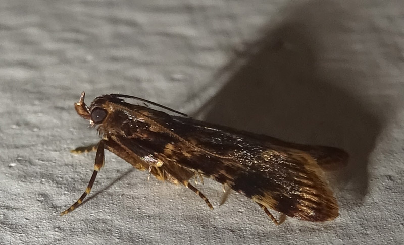 Aglossa caprealis - Pyralidae