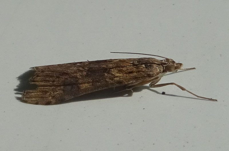 Crambidae: Nomophila noctuella