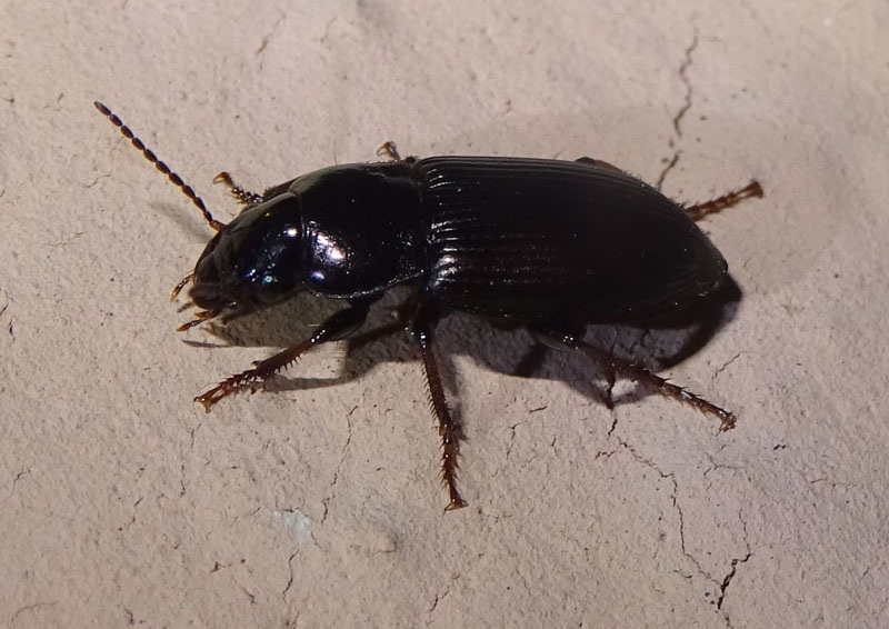 Harpalus cfr. distinguendus