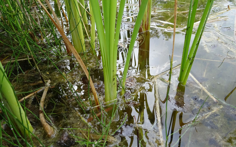 da determinare.......Phragmites ?