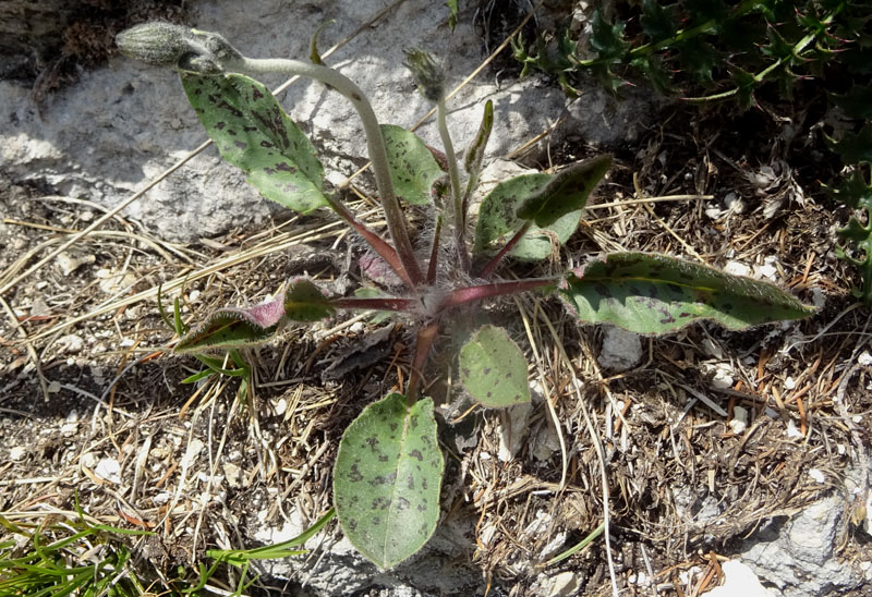 Asteraceae: cfr. Pilosella e Hieracium