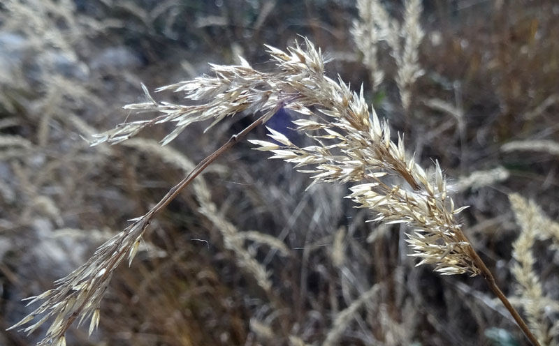 canalone Sud-Est (Geroni) .......del Monte Stivo