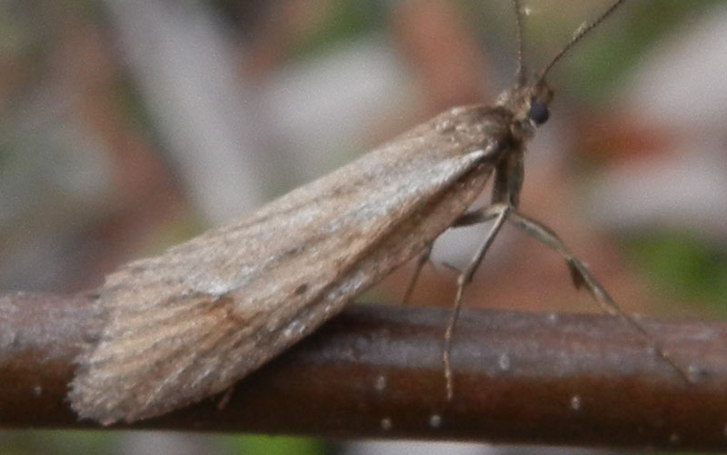 Diurnea lipsiella - Chimabachidae..........dal Trentino