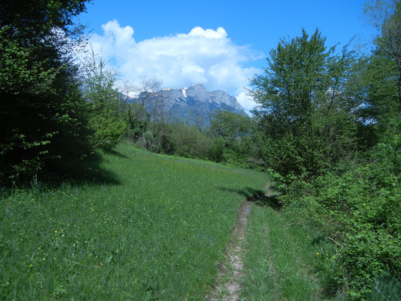 Cupido minimus - Lycaenidae...dal Trentino