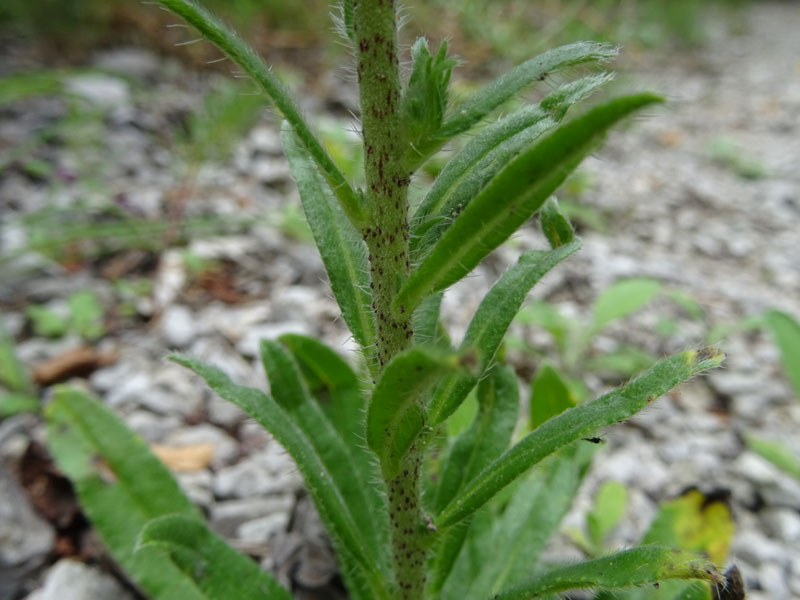 Echium vulgare