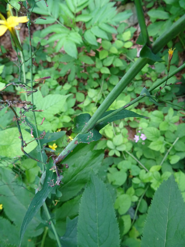 Mycelis muralis (=Lactuca muralis) / Lattuga dei boschi