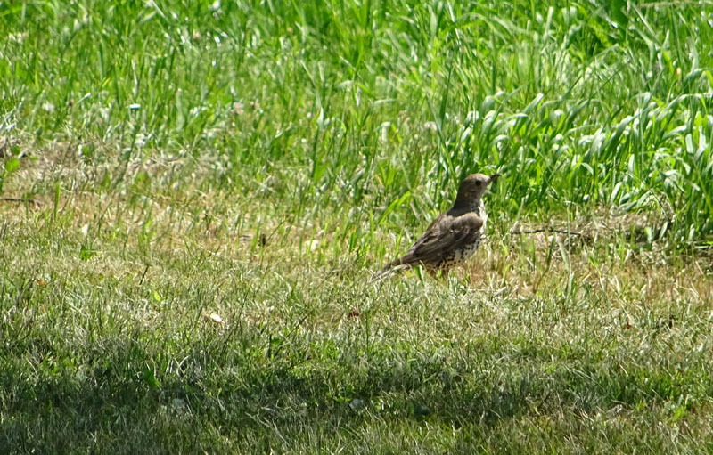 Turdus viscivorus.........