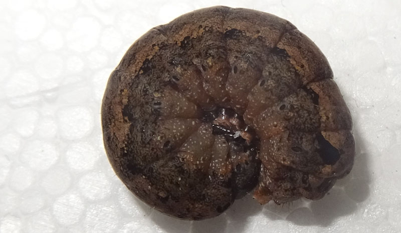 bruco: Spodoptera littoralis - Noctuidae