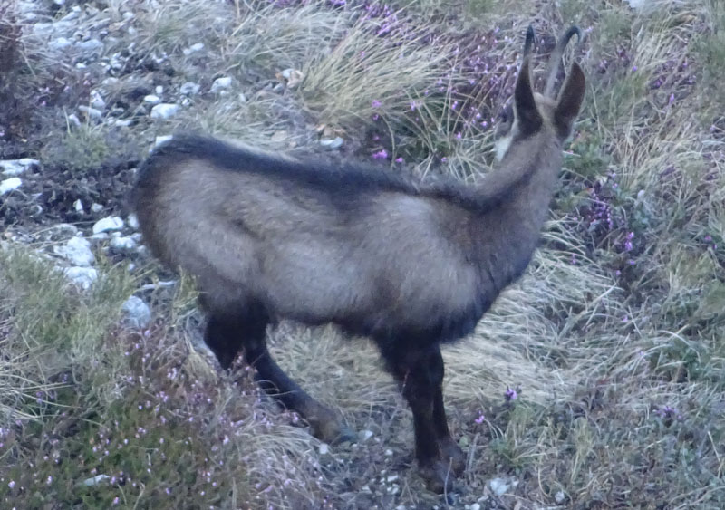 Rupicapra rupicapra.....dal Trentino Alto Adige