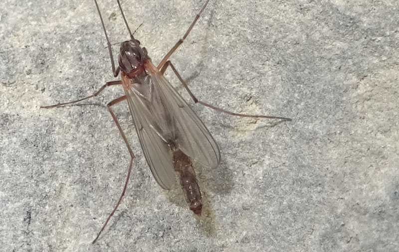 Chironomidae 1....da determinare