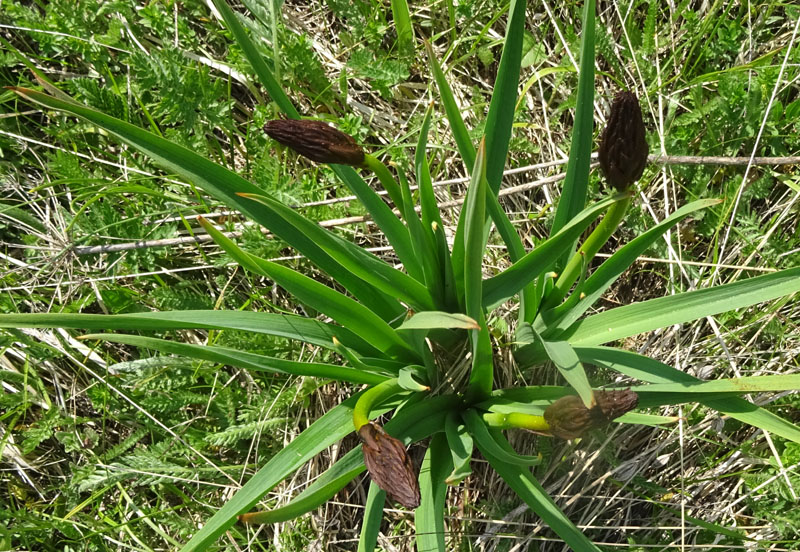 Asphodelus macrocarpus