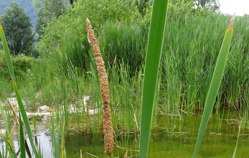 da determinare.......Phragmites ?