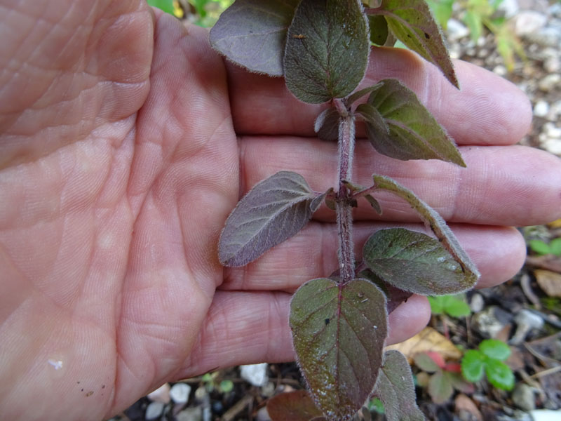 Origanum vulgare subsp. vulgare - Lamiaceae