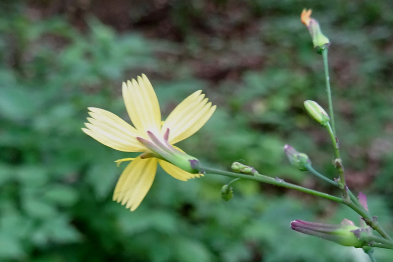 Mycelis muralis (=Lactuca muralis) / Lattuga dei boschi