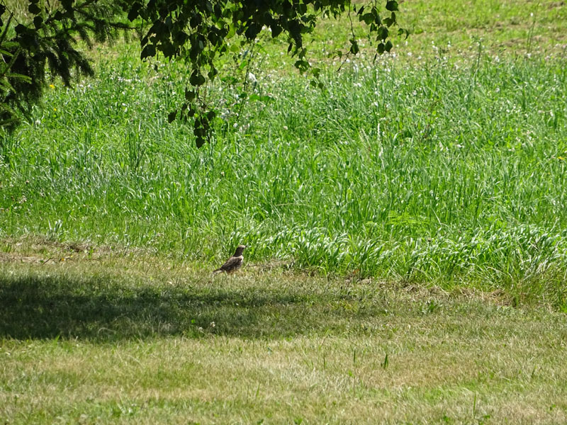 Turdus viscivorus.........