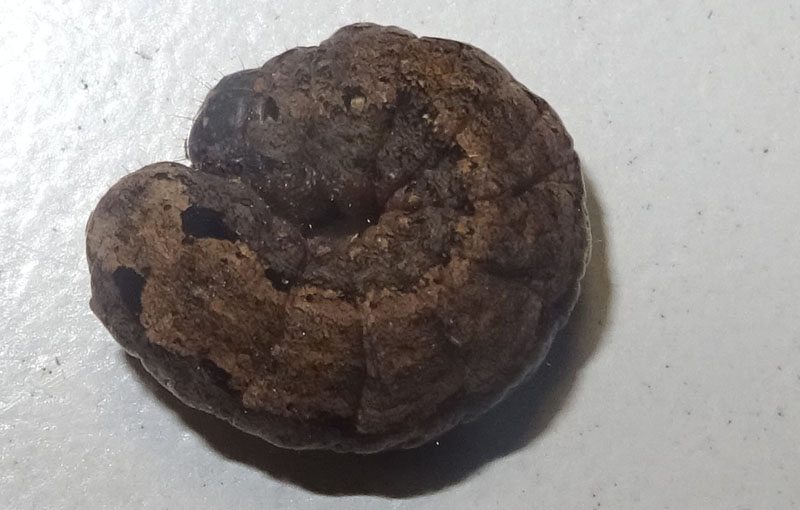 bruco: Spodoptera littoralis - Noctuidae