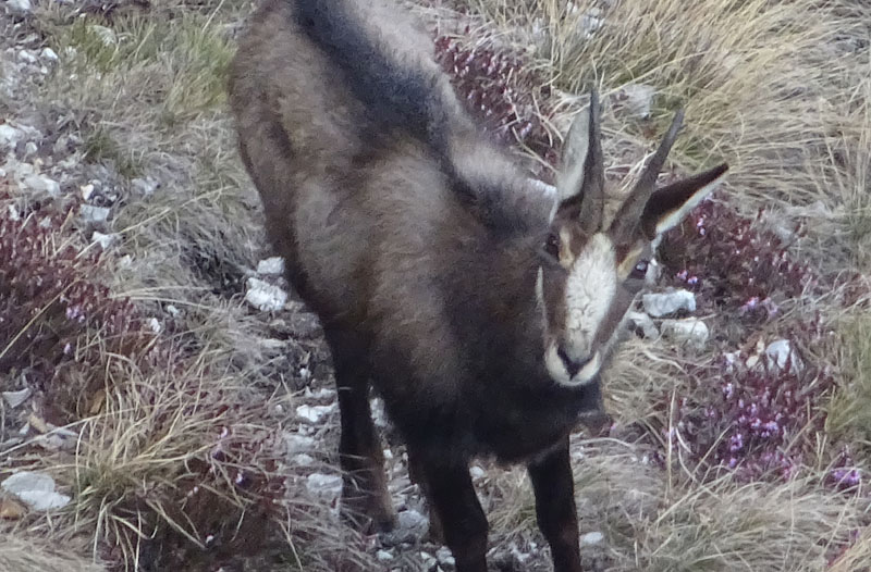 Rupicapra rupicapra.....dal Trentino Alto Adige