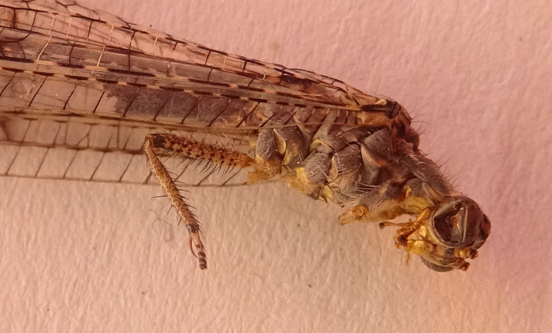 Distoleon tetragrammicus (Myrmeleontidae)