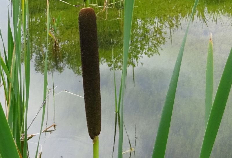 da determinare.......Phragmites ?