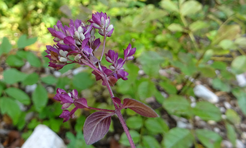 Origanum vulgare subsp. vulgare - Lamiaceae