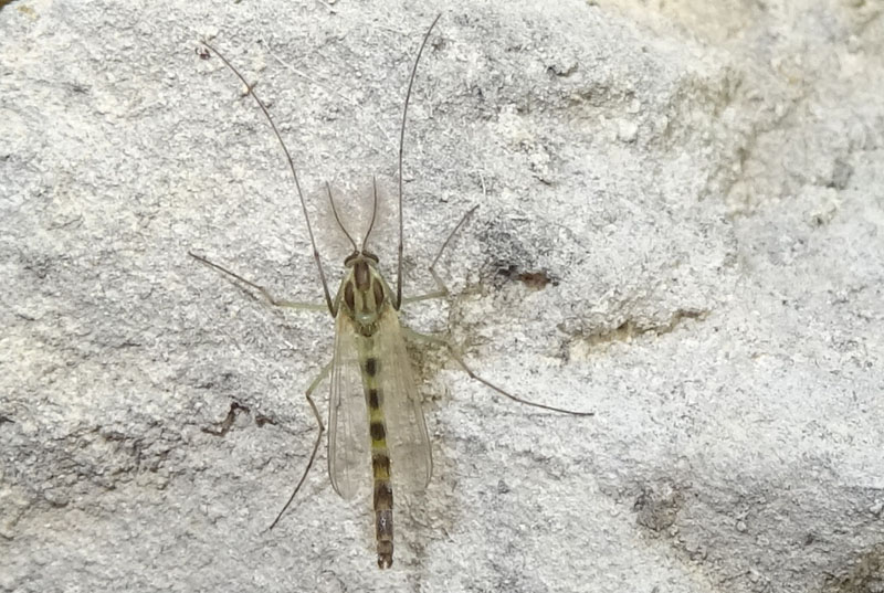 Chironomidae 2....da determinare