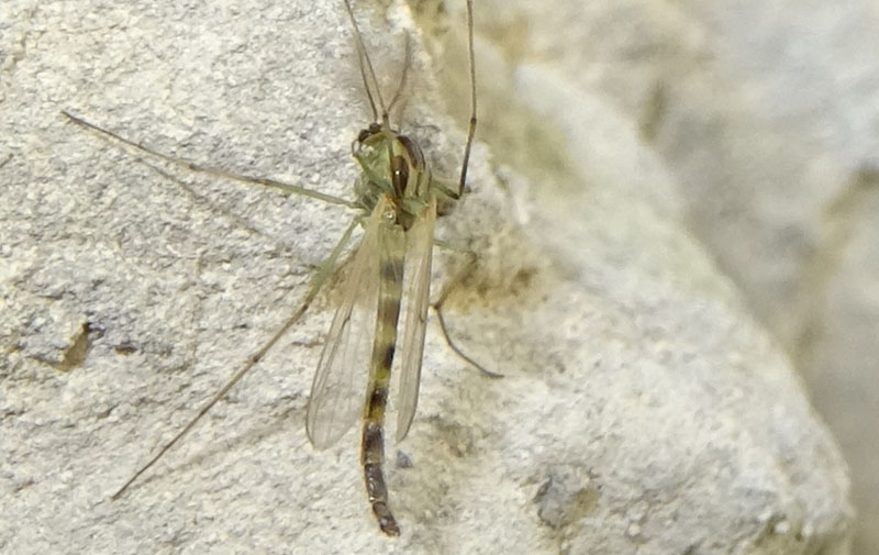 Chironomidae 2....da determinare
