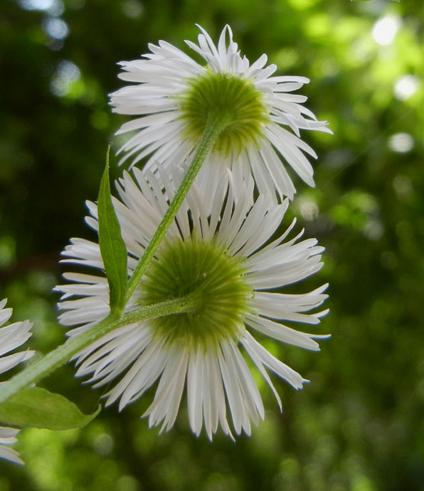 Erigeron annuus