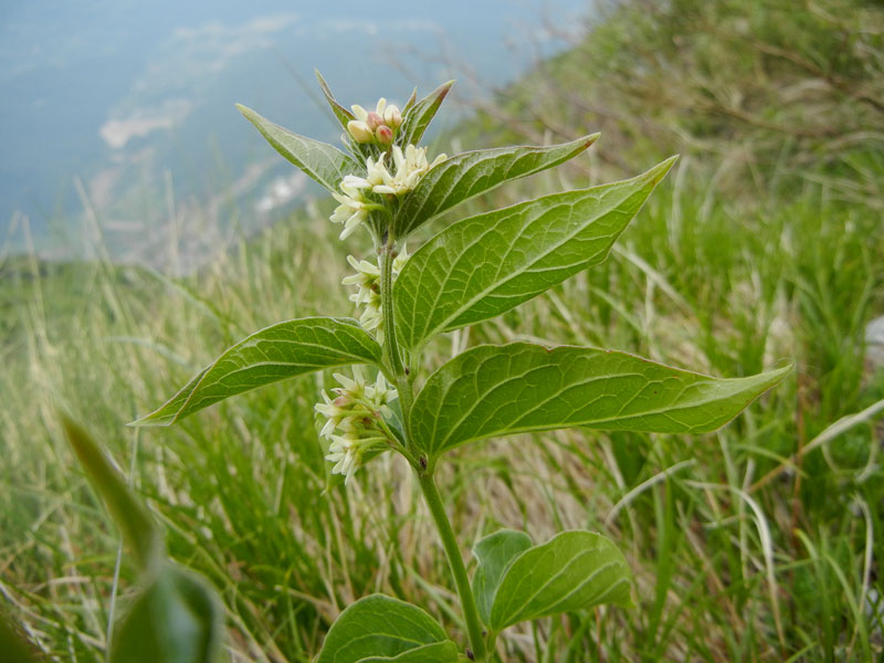 Vincetoxicum hirundinaria