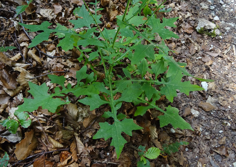 Mycelis muralis (=Lactuca muralis) / Lattuga dei boschi