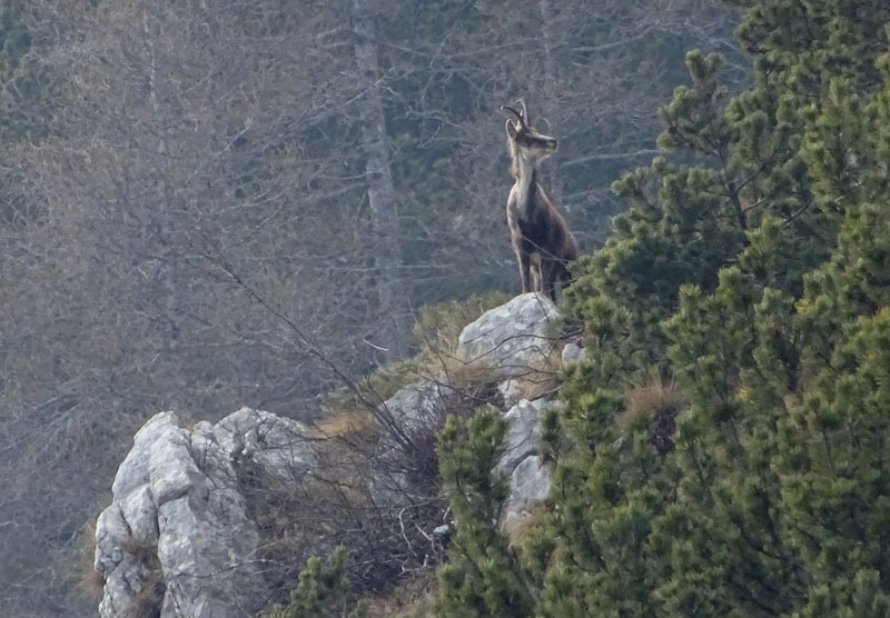 Rupicapra rupicapra.....dal Trentino Alto Adige