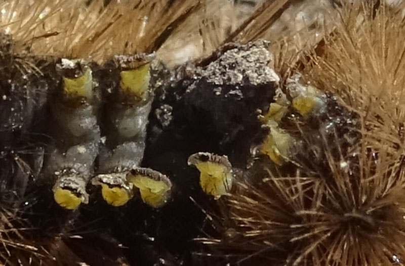 bruco: Phragmatobia fuliginosa - Erebidae Arctiinae....(TN)