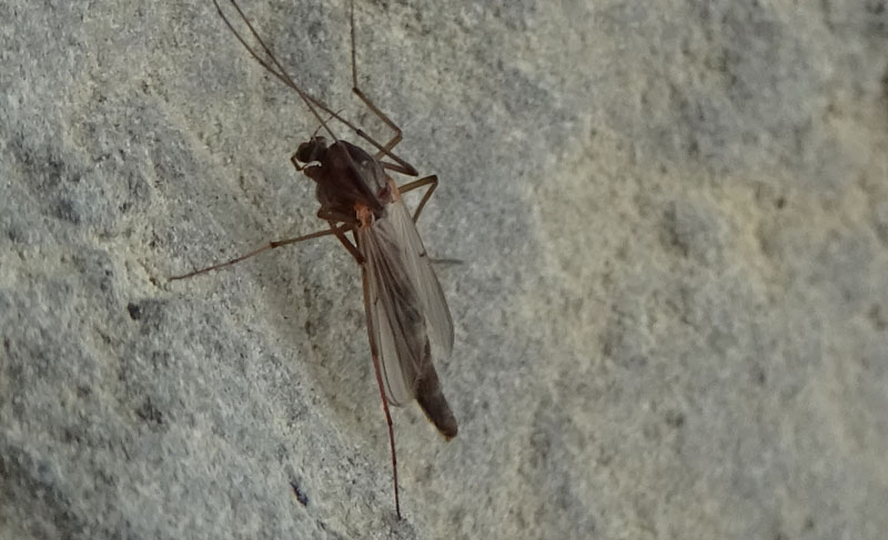 Chironomidae 1....da determinare
