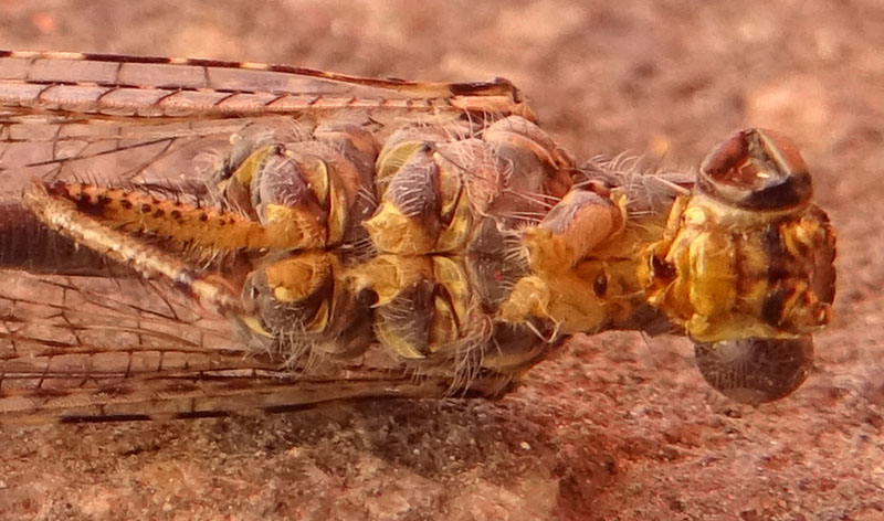 Distoleon tetragrammicus (Myrmeleontidae)