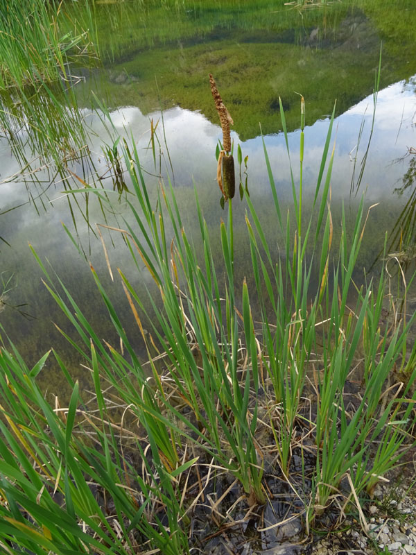da determinare.......Phragmites ?