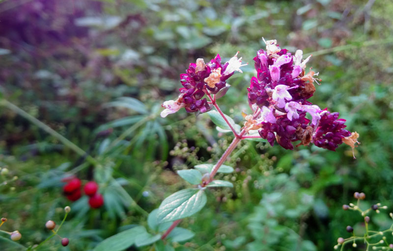 Origanum vulgare subsp. vulgare - Lamiaceae