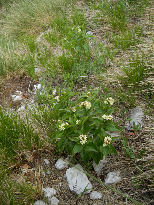 Vincetoxicum hirundinaria