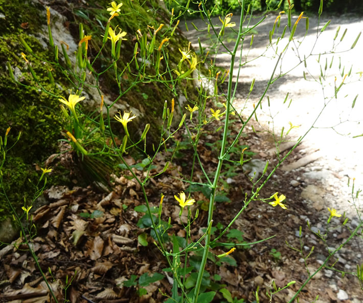 Mycelis muralis (=Lactuca muralis) / Lattuga dei boschi