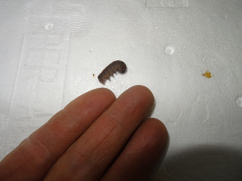 bruco: Spodoptera littoralis - Noctuidae