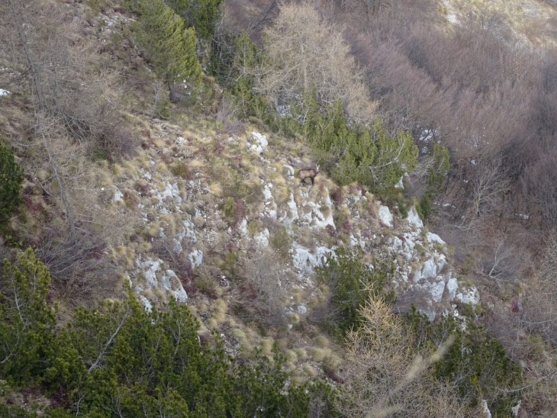 Rupicapra rupicapra.....dal Trentino Alto Adige