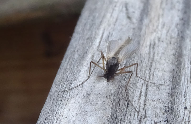 Chironomidae 1....da determinare