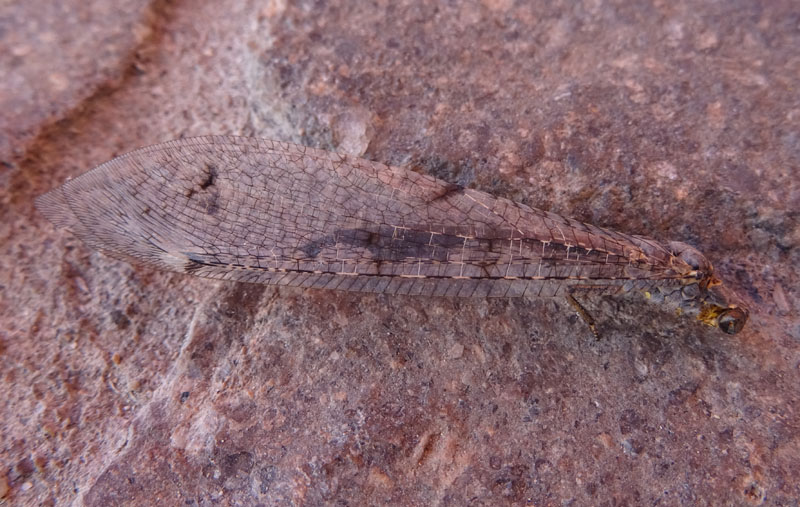 Distoleon tetragrammicus (Myrmeleontidae)