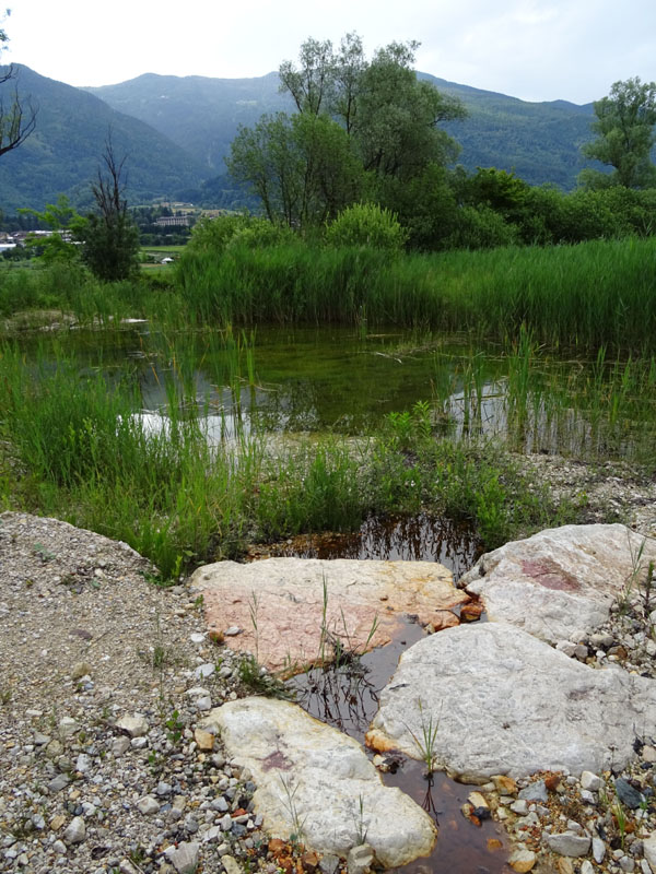 da determinare.......Phragmites ?