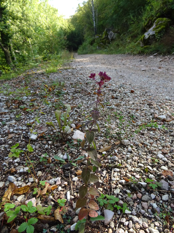 Origanum vulgare subsp. vulgare - Lamiaceae
