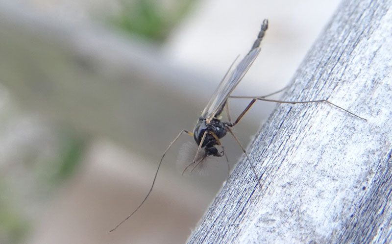 Chironomidae 1....da determinare
